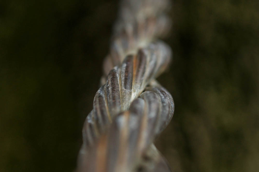 Alicia Pitts_Detail 1